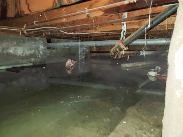 Best Water damage cleanup near me  in Wayland, MI
